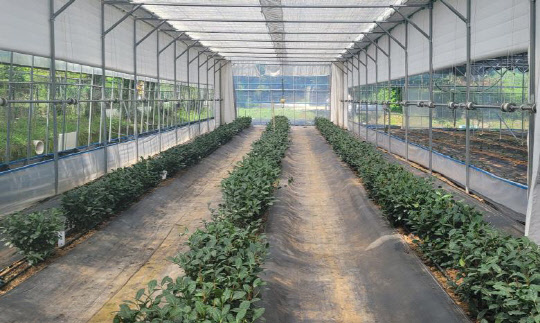 지난달 25일 전남도농업기술원이 공개한 매차나무 스마트팜 시설. <연합뉴스>